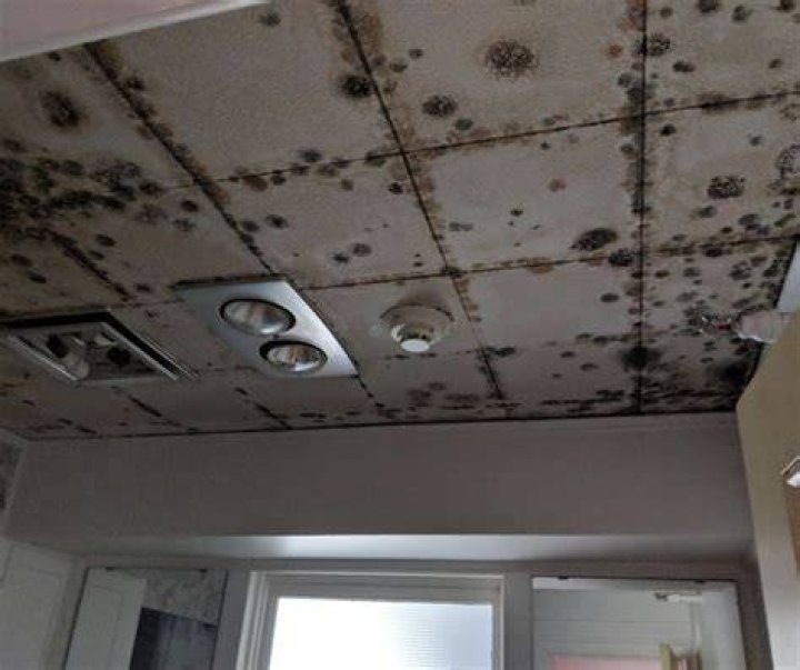 How do you remove mold from a mobile home ceiling