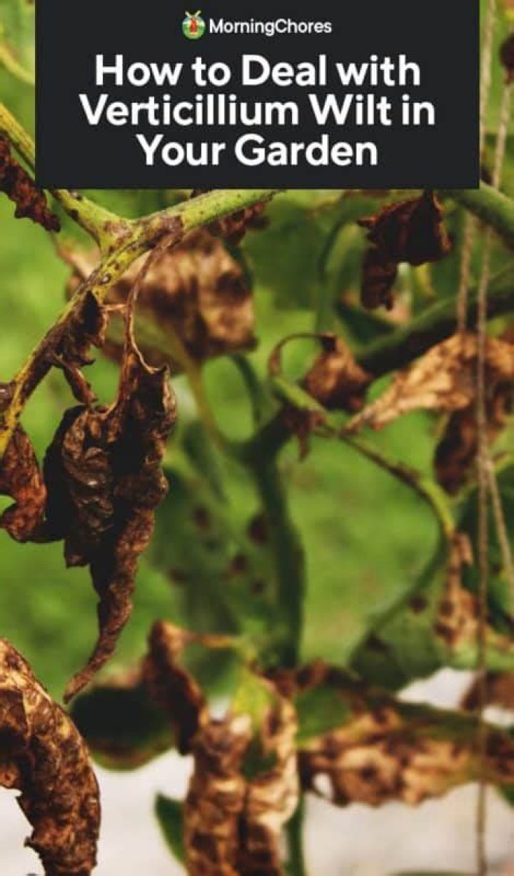 How do you remove verticillium wilt from soil