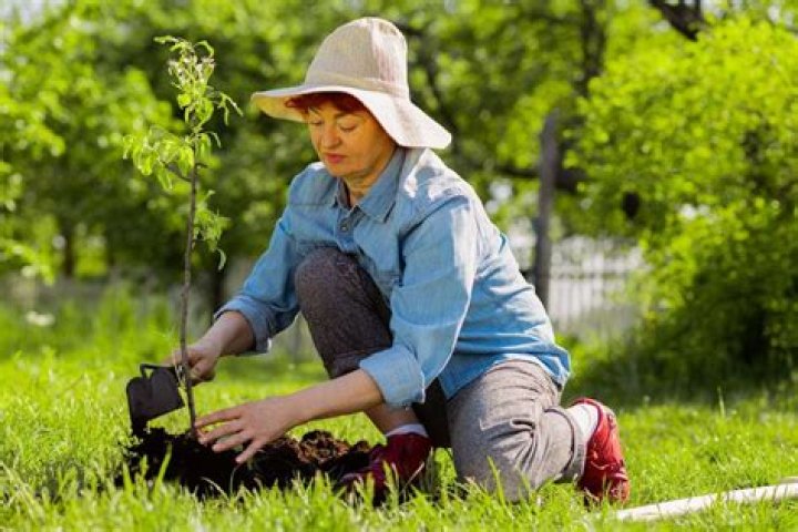 How do you revive a transplanted tree