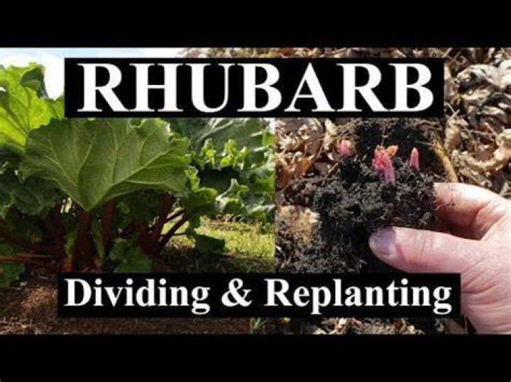 How do you revive rhubarb plants