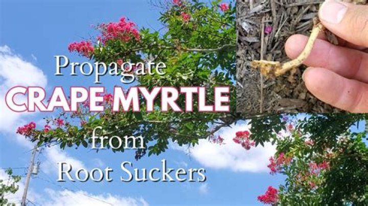 How do you root a crape myrtle branch