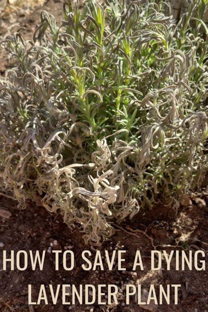 How do you save a dying lavender plant