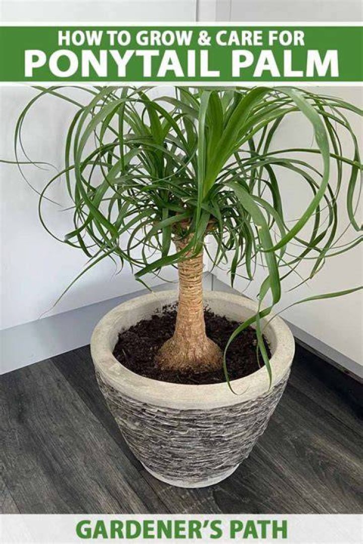 How do you start a ponytail palm