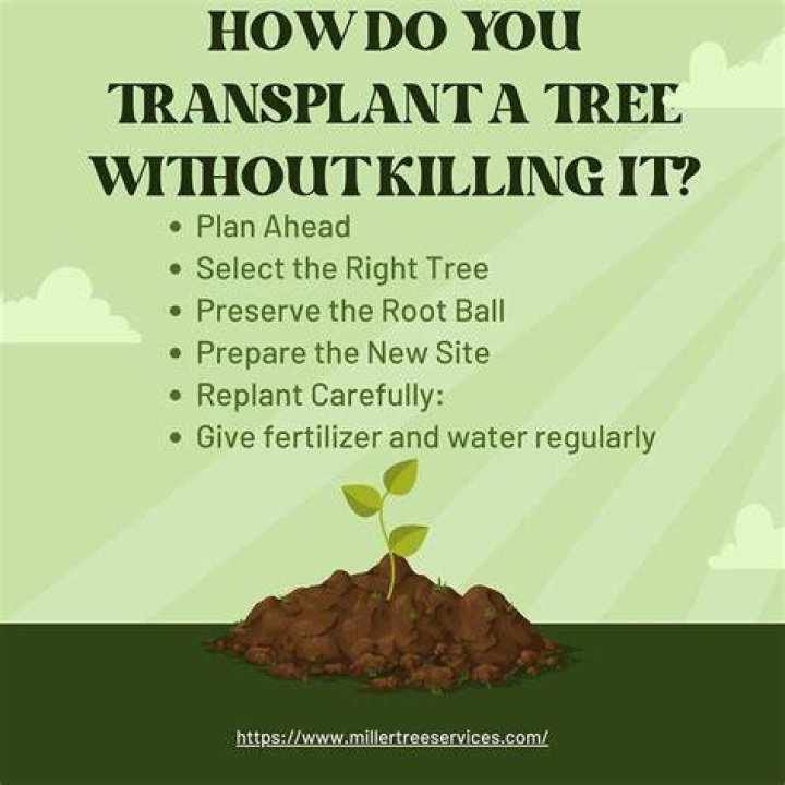 How do you transplant a caragana tree