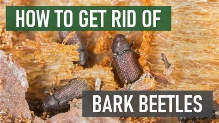 How do you treat bark beetles in trees