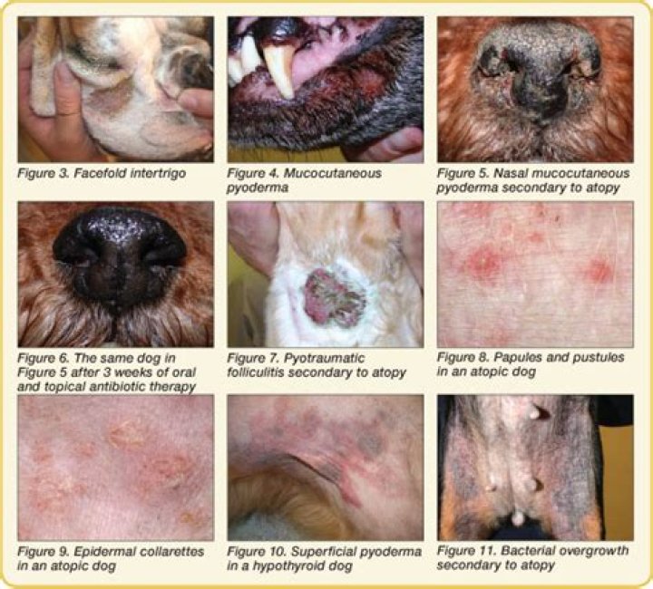 How do you treat deep pyoderma in dogs