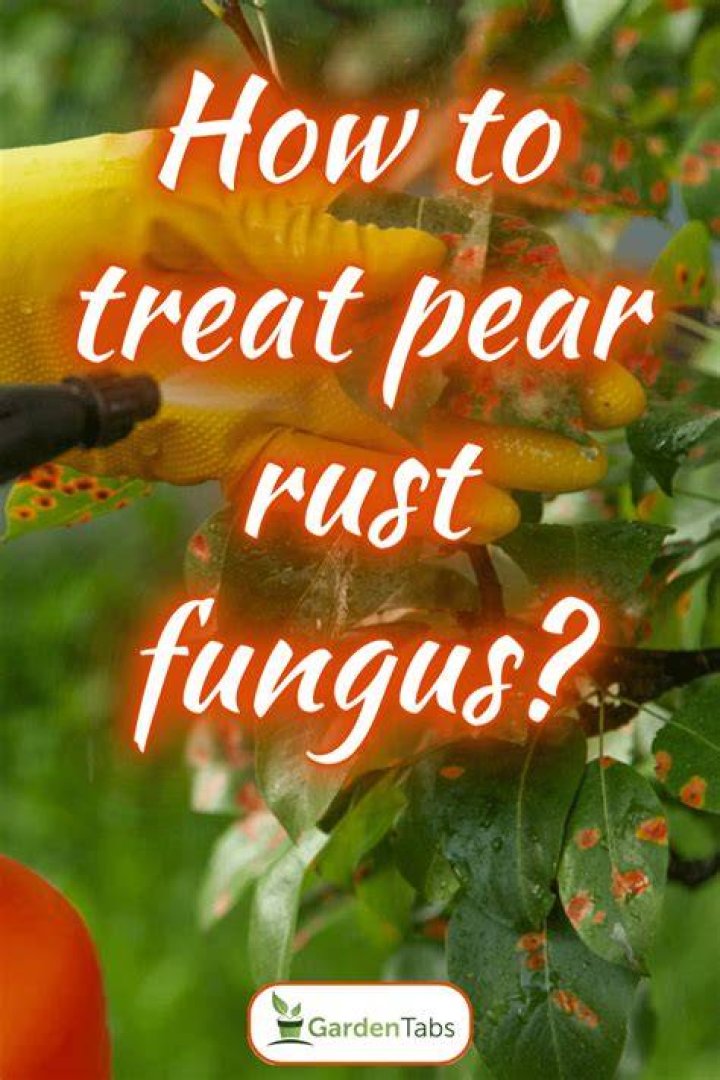 How do you treat shrub fungus