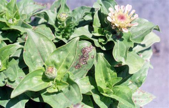 How do you treat Zinnia blight