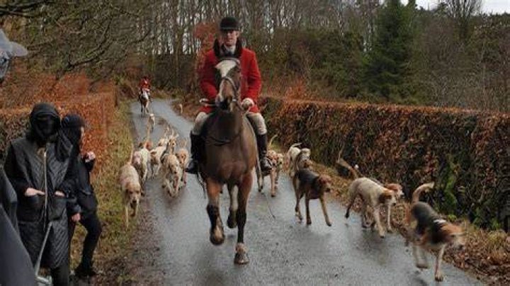 How does a fox hunt work