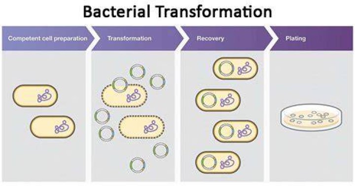How does bacterial transformation occur