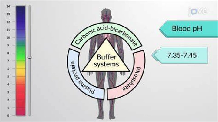 How does blood pH maintain homeostasis