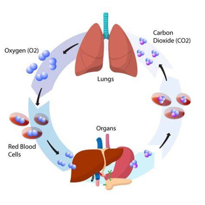 How does carbon dioxide affect breathing