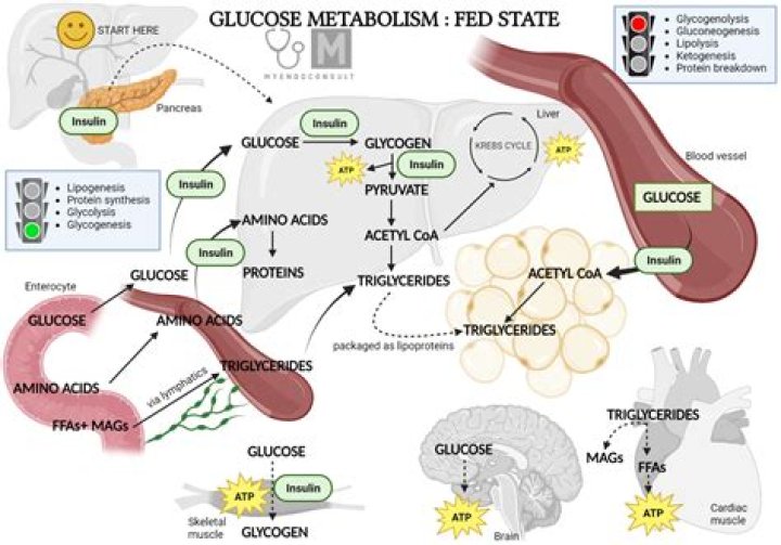 How does glucagon activate gluconeogenesis
