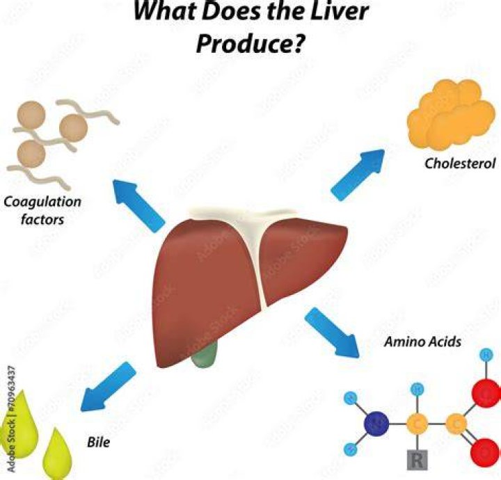 How does liver contribute to body heat