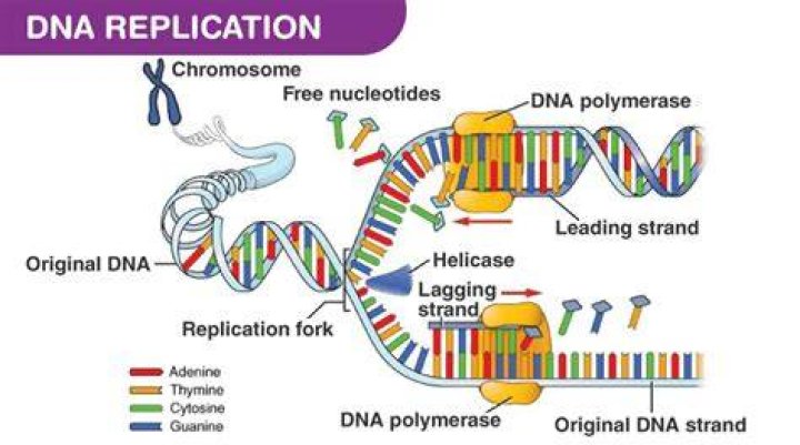 How does replication of DNA occur