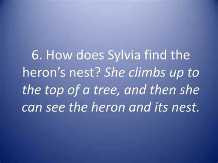 How does Sylvia find the white heron