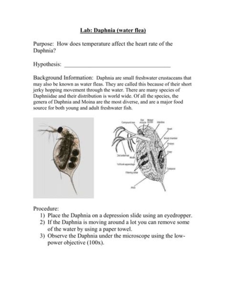 How does temperature affect Daphnia heart rate