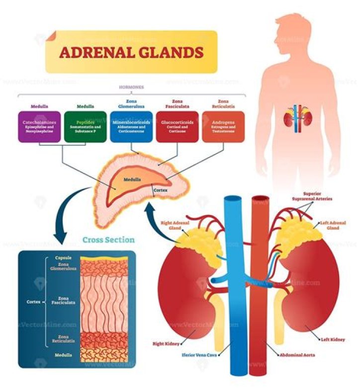 How does the adrenal gland work