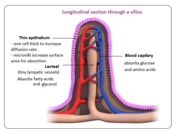How does the villi help absorb food