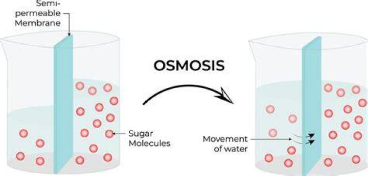 How does water move during osmosis