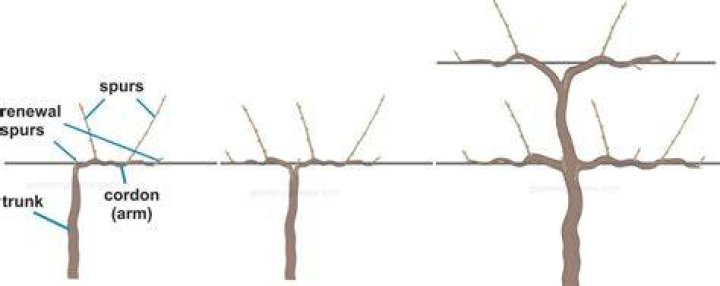 How far back do you prune grape vines