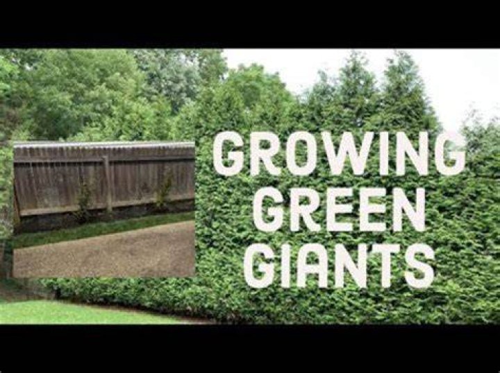 How fast do Green Giant Arborvitaes grow
