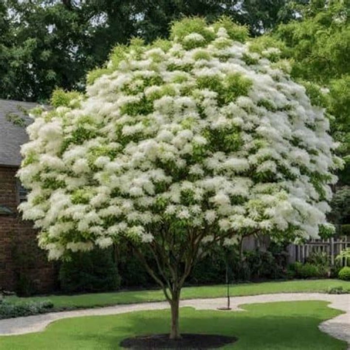 How fast does a Chinese fringe tree grow