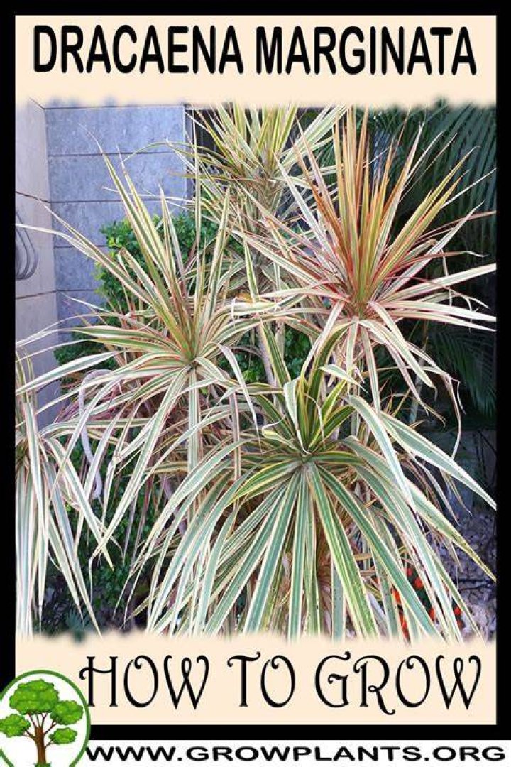 How fast does a dracaena marginata grow