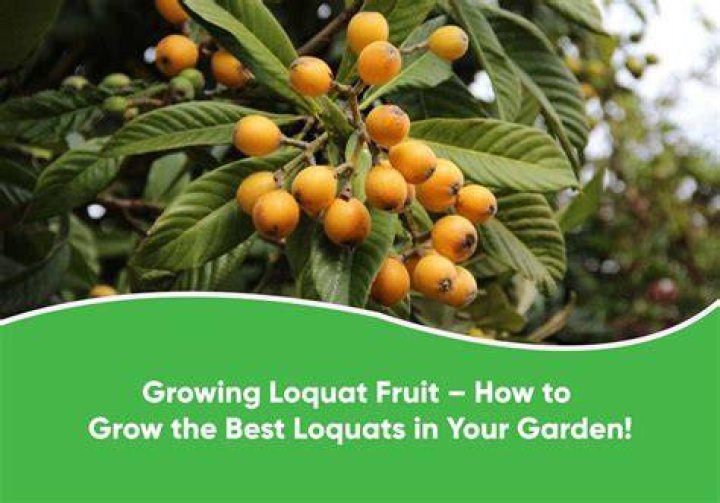 How fast does a loquat tree grow