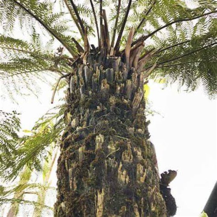 How fast does a tree fern grow