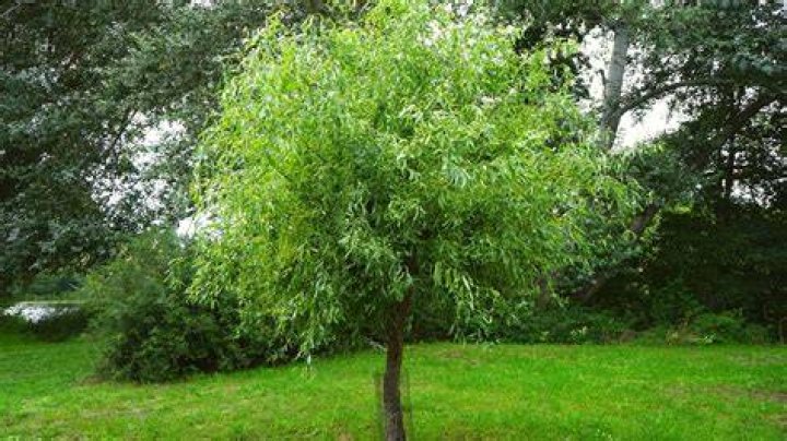 How fast does corkscrew willow grow