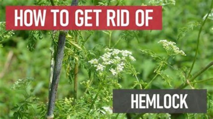 How fast does Eastern hemlock grow