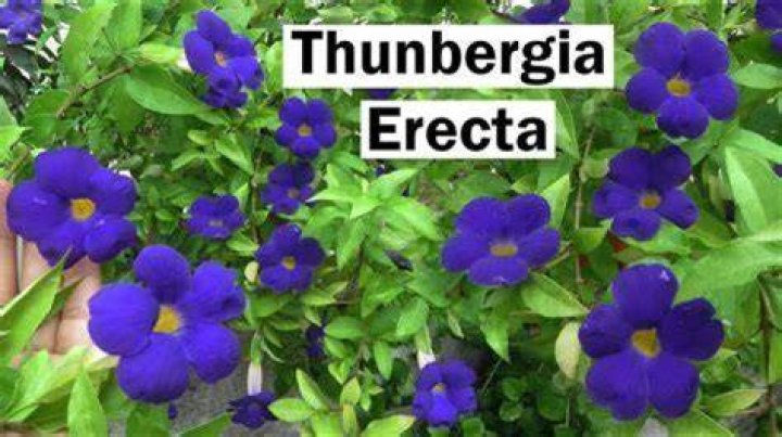 How fast does Thunbergia grow