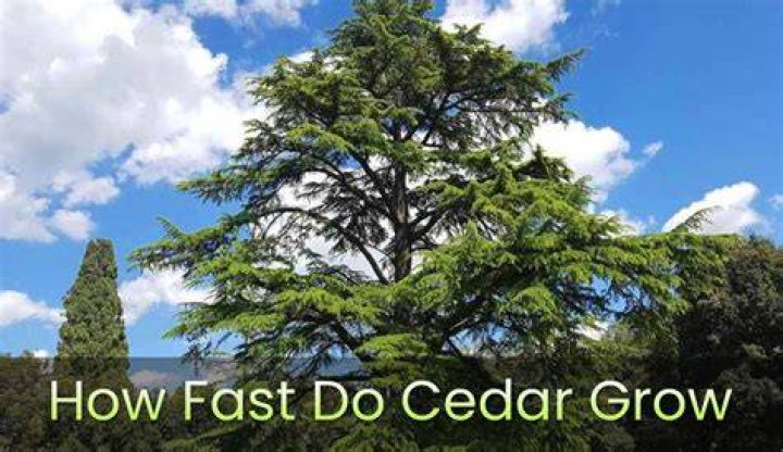 How fast does white cedar grow