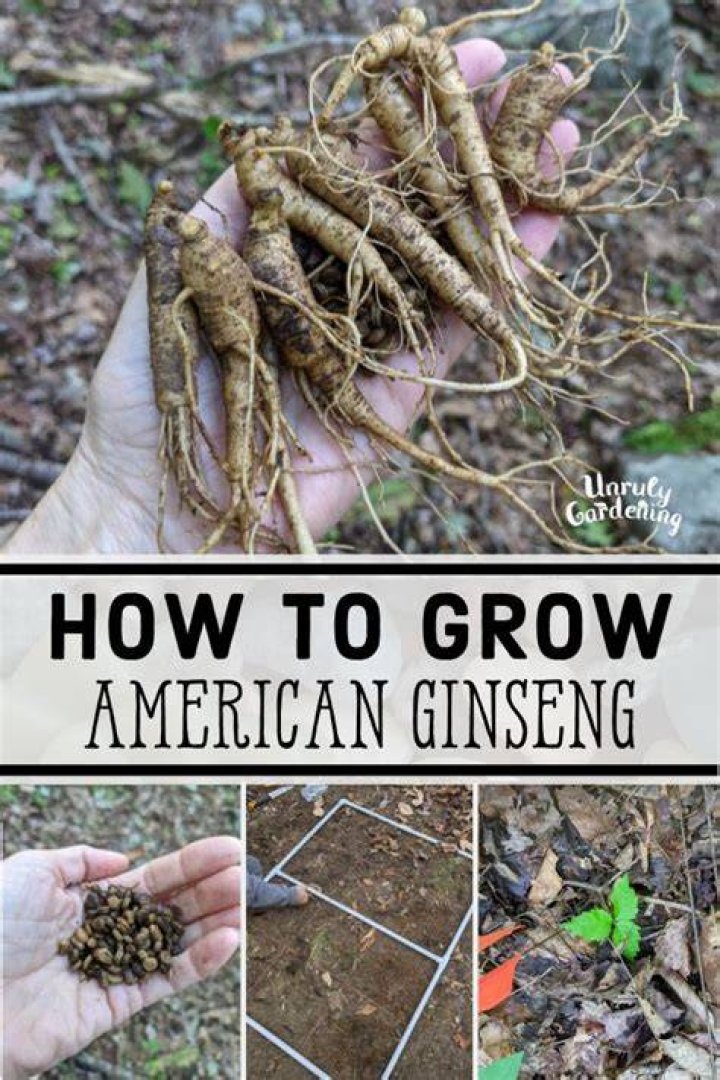 How hard is it to grow ginseng