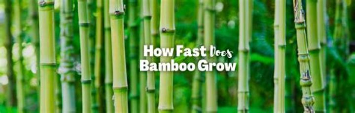 How high does bamboo grow