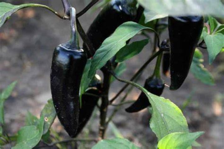 How hot is a black Hungarian pepper