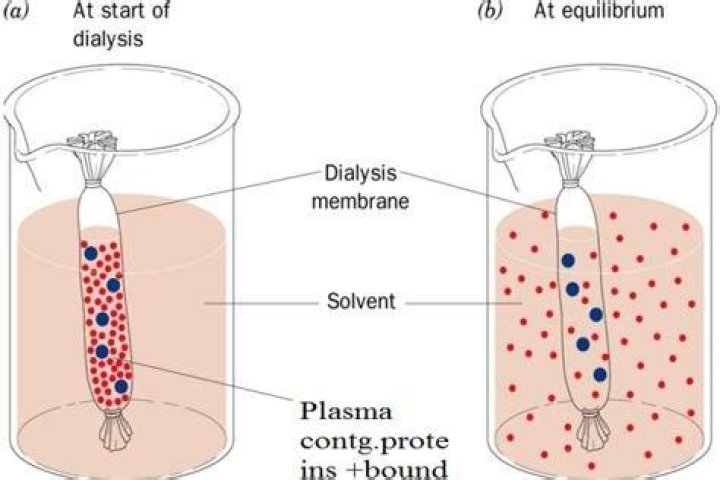 How is a cell membrane different from dialysis tubing