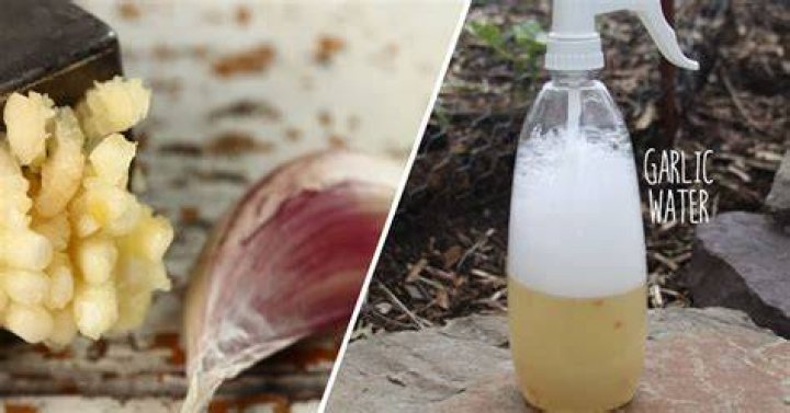 How is garlic used as a pesticide