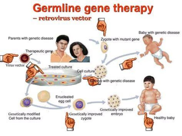 How is germline gene therapy done