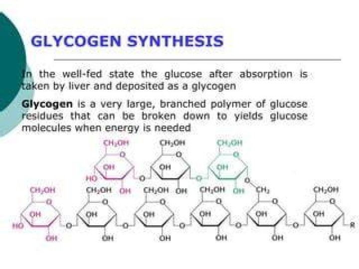 How is glycogen Synthesised and broken down