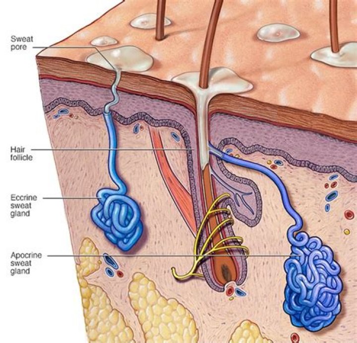 How is sweat produced