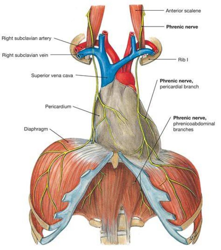 How is the diaphragm innervated