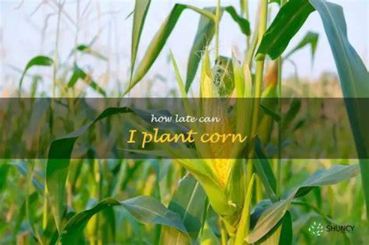 How late can you plant field corn