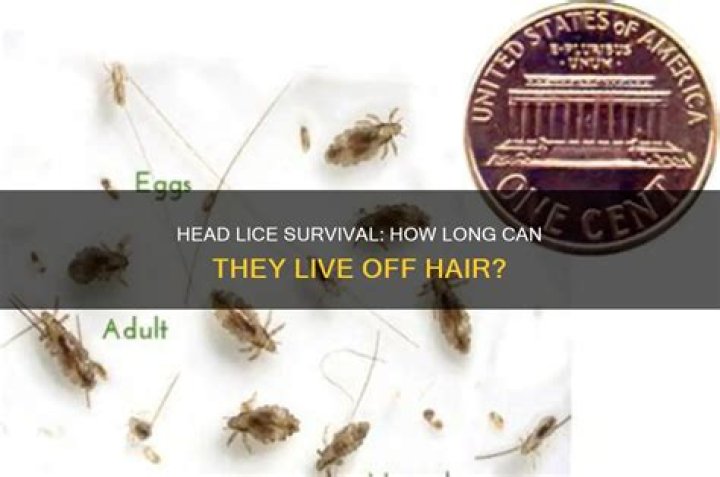 How long can lice live in a pool