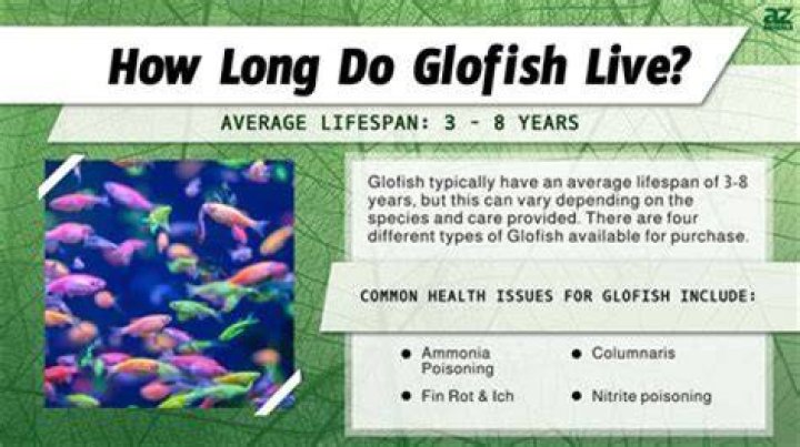 How long do Danio GloFish live
