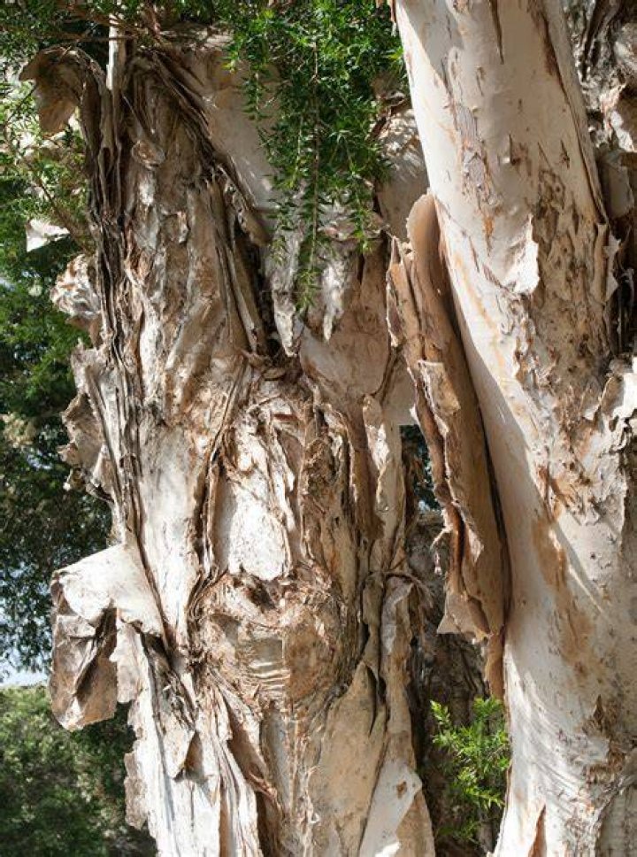 How long do paperbark trees live