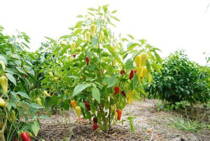 How long do pepper trees take to grow