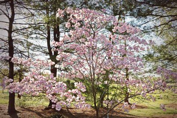 How long do pink dogwoods bloom