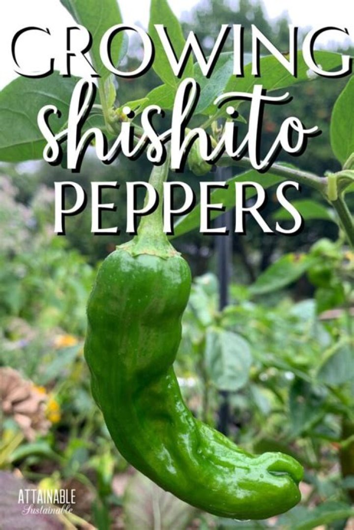 How long do Shishito Peppers take to grow